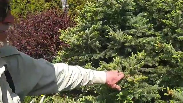 Предлагаем большую коллекцию саженцев декоративных деревьев смотреть онлайн