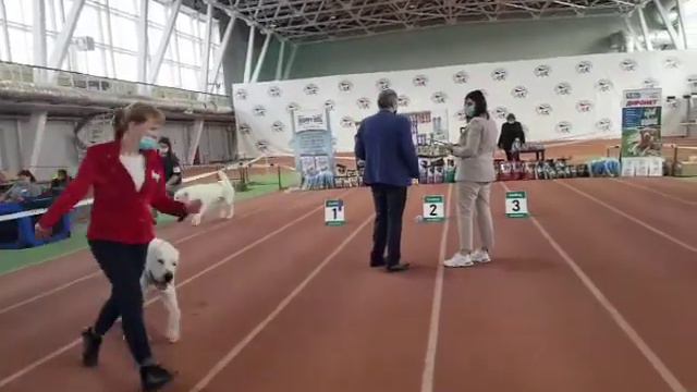 Бишенели Алатырь ЛУЧШИЙ Кобель Породы на выставке собак г Самара смотреть онлайн