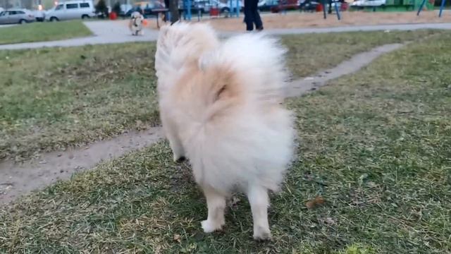 Dogs play with ball in Belarus смотреть онлайн
