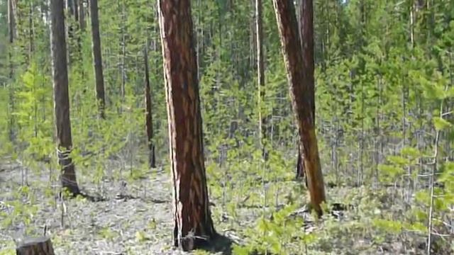 Ориентирование в тайге по компасу (продолжение) 19 смотреть онлайн