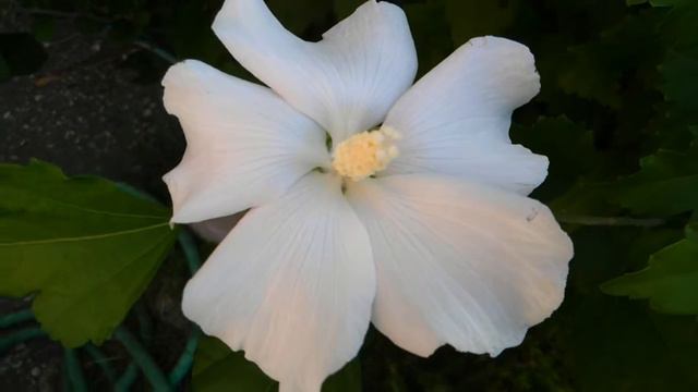 oh ! beutiful rose of sharon смотреть онлайн