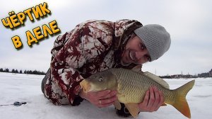 Ловля карпа на безмотылку чертик зимой со льда на платном пруду
