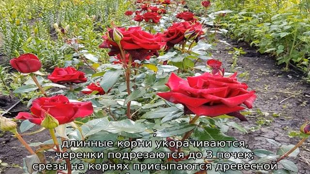 Роза Черная магия смотреть онлайн