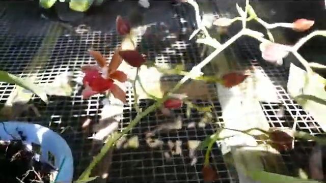 Oncidium Rosy Sunset & Miltonia spectabile смотреть онлайн