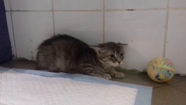 Треха шипит и рычит смотреть онлайн