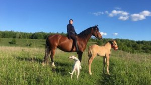 Ремонт Дома в Деревне. Строительство Фермы. Животные. Ветеринарные вопросы