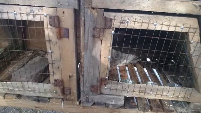 РЕЕЧНЫЙ ПОЛ В КЛЕТКАХ \КРОЛИКИ\ смотреть онлайн