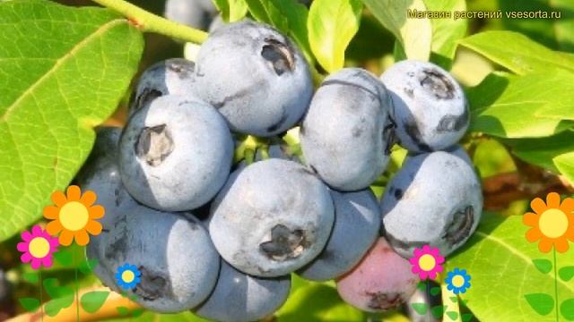 Голубика высокорослая. Краткий обзор, описание характеристик vaccinium corymbosum денис блю смотреть онлайн