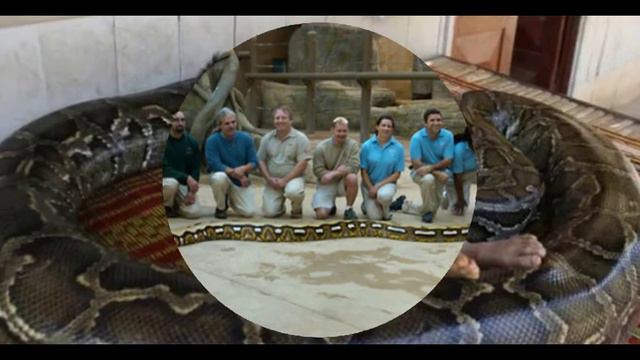 Топ 7 самых больших змей в мире🐍🐍🐍 смотреть онлайн