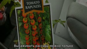 Помидоры Рапунцель