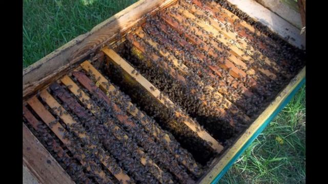 Улей-лежак: особенности конструкции, разновидности ульев-лежаков, особенности и размеры каждого вид смотреть онлайн