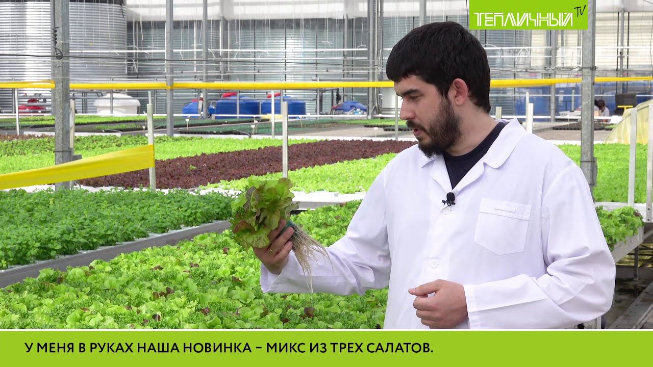 В "Тепличном" новинка - салатный микс "Трио" смотреть онлайн