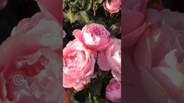 Роза Дитер Мюллер ; Dieter Muller rose #garden #roses смотреть онлайн