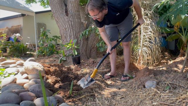 Planting a Plumeria in Phoenix, Arizona смотреть онлайн