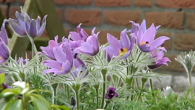 Pulsatilla vulgaris смотреть онлайн