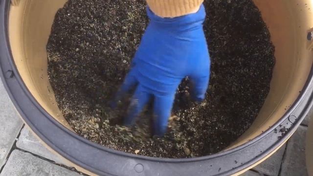 Посадка гладиолусов в вазоны. смотреть онлайн