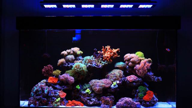 Reef Flare Pro & Reef Flare Pro Blue смотреть онлайн