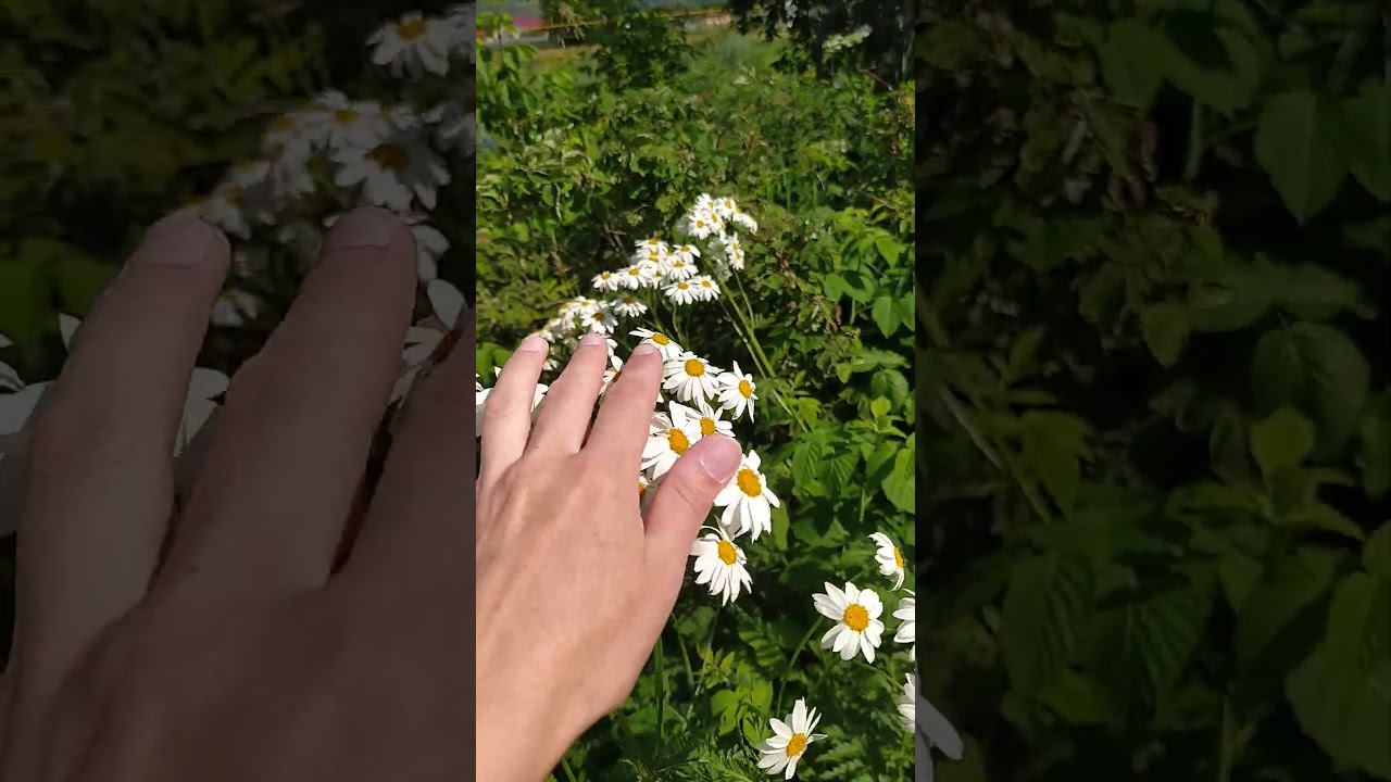 ароматные ромашки расцвели  в малиннике #shortvideo #summer #2024 #subscribe #garden #summervibes