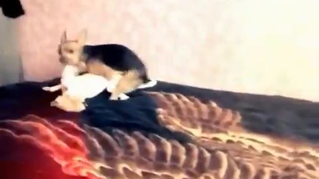 инцест матери и дочери )))