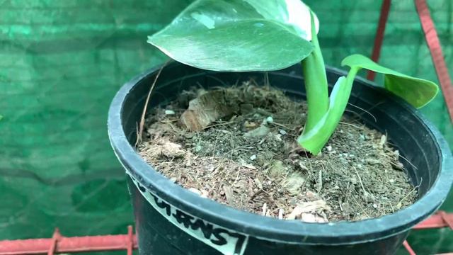 Aroidaholic visits Growgreen Enterprise смотреть онлайн