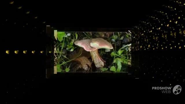 Bankera cinerea - fungi kingdom смотреть онлайн