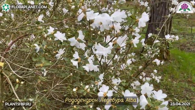 ВИДЕОХРОНИКА ЦВЕТЕНИЯ РОДОДЕНДРОНОВ В BABITE смотреть онлайн