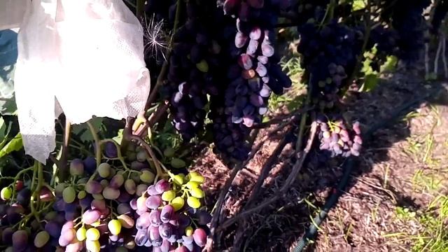 12 августа 2022,обзор винограда на нашем участке.