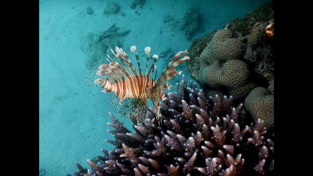 Wadi Lahmy Azur Resort. Laguna. Очаровательная лагуна!!!