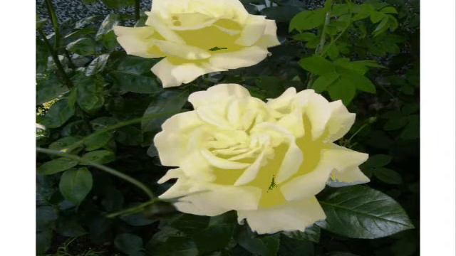 Татке к дню рождения.wmv