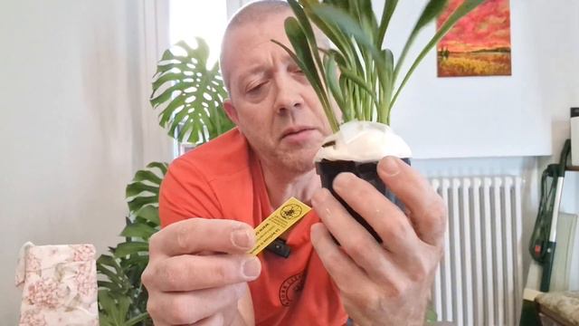 UNBOXING: ORCHIDERIA MOROSOLO смотреть онлайн