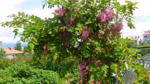 АКАЦИЯ РОЗОВАЯ В СРЕДНЕЙ ПОЛОСЕ