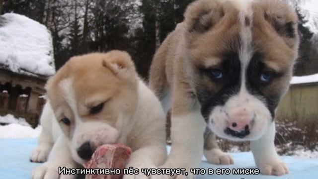 Собака плохо ест, но активная: причины и что делать смотреть онлайн