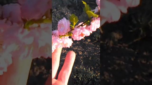 Миндаль декоративный Луизеания #shorts