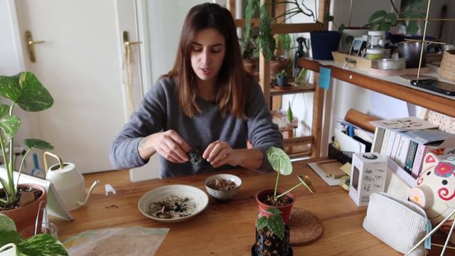 Sauvetage anthuriums ! Rempotage d'urgence et mise en sphaigne ! смотреть онлайн