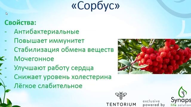 Сорбус (плоды рябины) смотреть онлайн