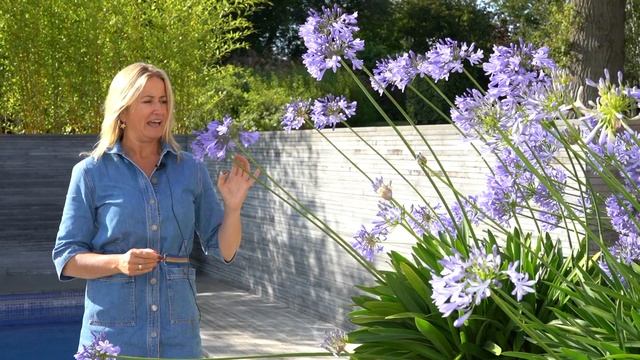Agapanthus | Best Late Summer Plants for Your Garden смотреть онлайн