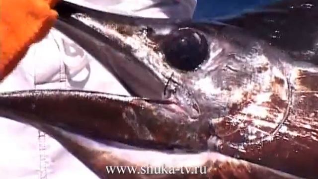 Большая рыбалка, ловля парусников и марлинов, Big game смотреть онлайн