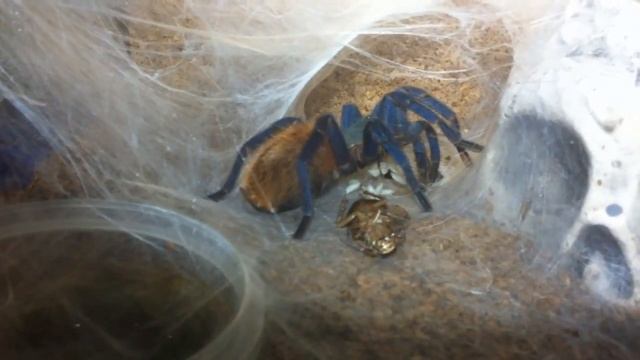 Птицеед ест беременного таракана, а потом и детёнышей! смотреть онлайн