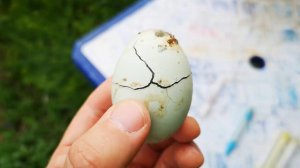 ЯЙЦО пропало в ИНКУБАТОРЕ что делать ЧЕМ ОБРАБОТАТЬ