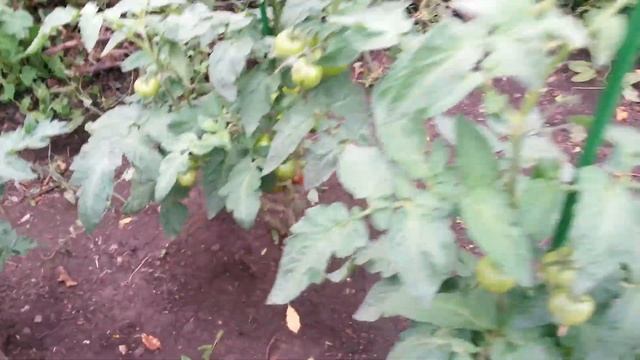 Томаты из серии "Томатный Гном" на конец июля 2020 г. (часть 4) смотреть онлайн