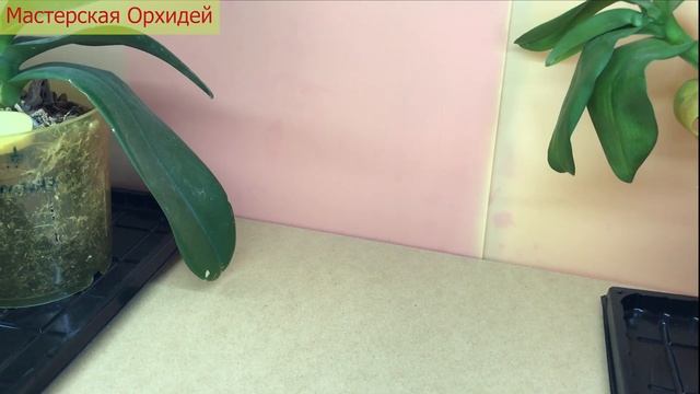 Как УЗНАТЬ, что ваша орхидея ЗАРАЖЕНА ТРИПСОМ? Первые ПРИЗНАКИ ПОРАЖЕНИЯ орхидеи ТРИПСОМ! смотреть онлайн