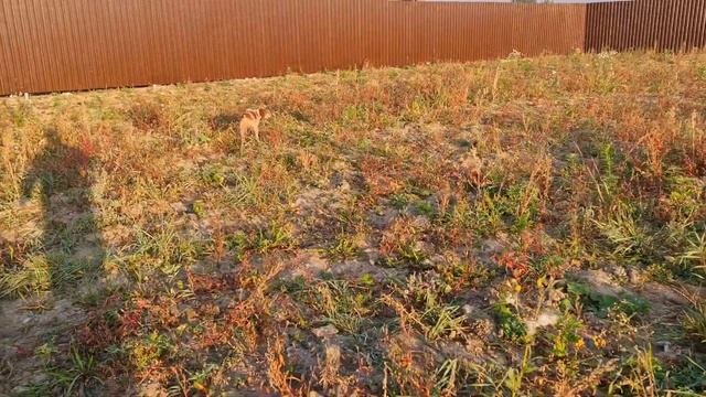 мой Ден# 2021, Охота в Подмосковье, куропатка смотреть онлайн