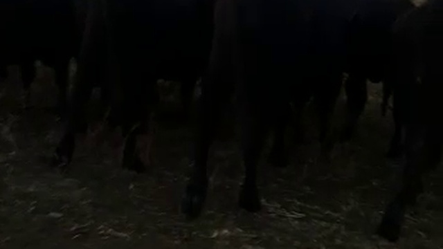 Абердин Ангусы -оптовая продажа WhatsApp +79656176005 смотреть онлайн