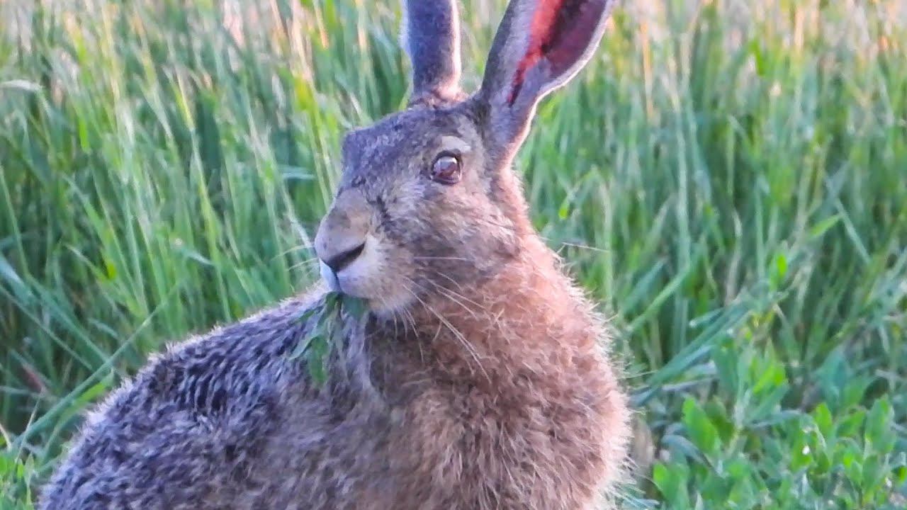 Одноглазый Заяц отходит от недавних боев / One-eyed Hare is recovering from recent fighting. смотреть онлайн