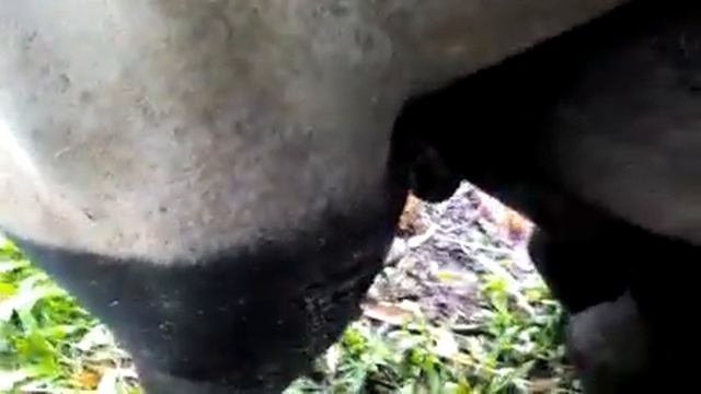 Tapir Mating | Tapir meeting смотреть онлайн