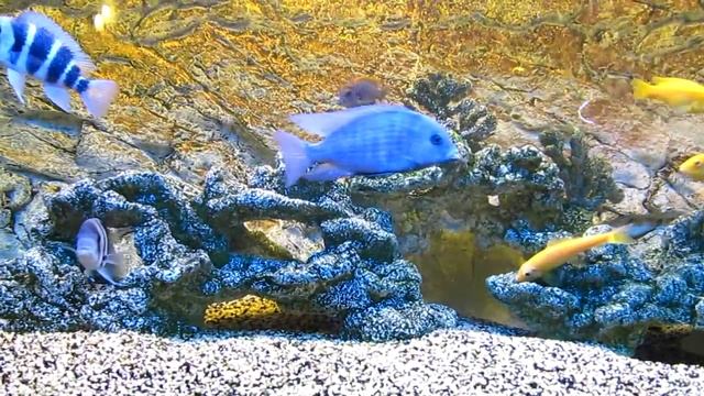 Цихлиды озера Малави 1 смотреть онлайн