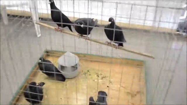 ЭКЗОТ-2016,выставка птицы,грызунов,голубей. смотреть онлайн