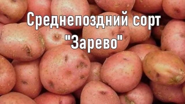 Поздние Сорта Картошки смотреть онлайн