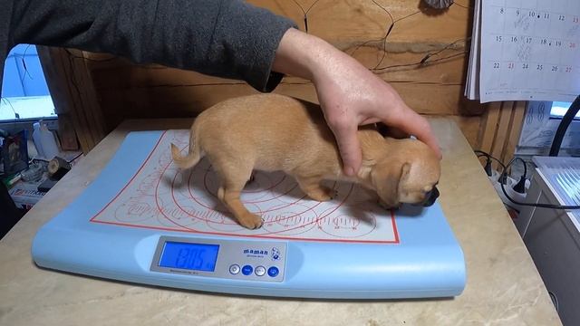 Щенки чихуахуа ВЕС в 2 месяца / купить щенка чихуа в питомнике Мари Мистик в СПб смотреть онлайн