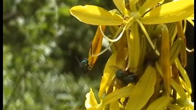 Asphodeline lutea - Asfodelo giallo смотреть онлайн